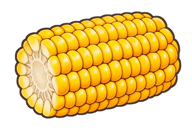 とうもろこしの枠付き版